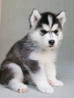 Husky