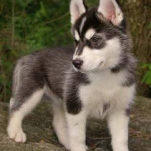 Husky