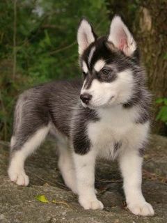 Husky