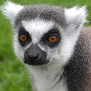 Lemur catta