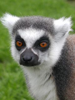 Lemur catta