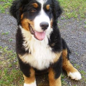 Bernese Mountain Dog