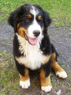 Bernese Mountain Dog