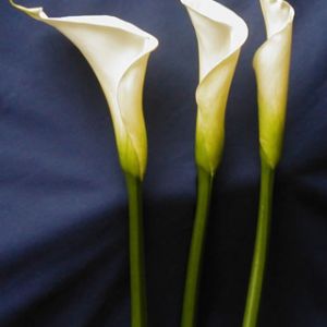 Calla Lily White