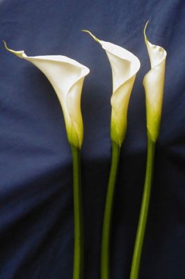 Calla Lily White