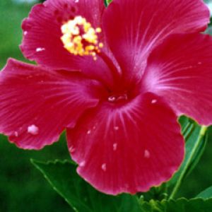 Hibiscus