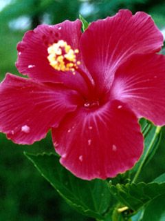 Hibiscus