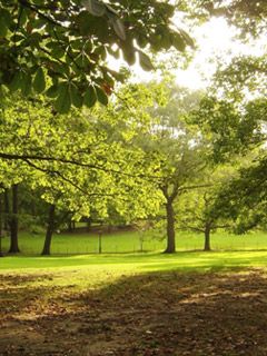 Central Park