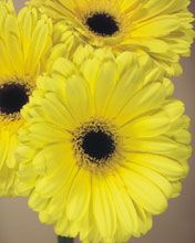 Gerbera