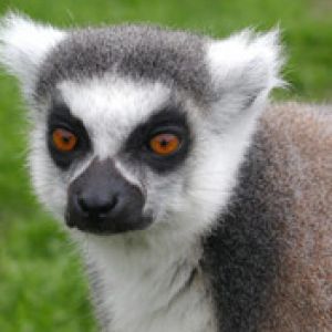 Lemur Catta