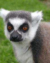 Lemur Catta