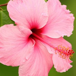 hibiscus