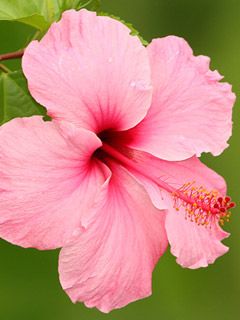 hibiscus