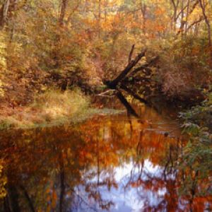 Tuckahoe River Fall Reflections