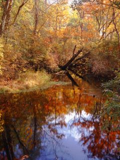 Tuckahoe River Fall Reflections