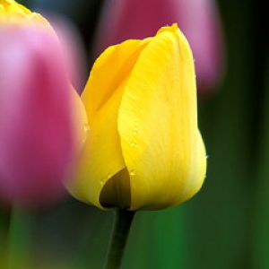 Yellow and Pink Tulips