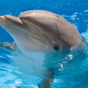 Dolphins