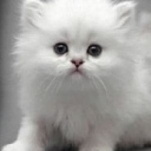 Cute Kitten