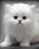 Cute Kitten