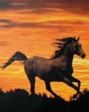 Konik
