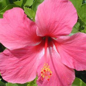 Hibiscus