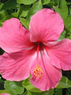 Hibiscus