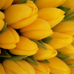 Yellow Tulips