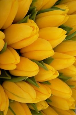 Yellow Tulips