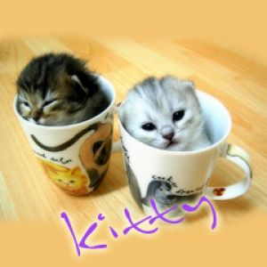 Kitty