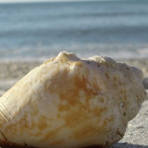 Aclear Water Beachshell