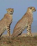 Serengeti 