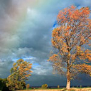 Rainbow Trees