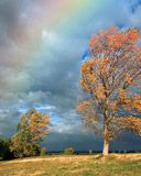 Rainbow Trees