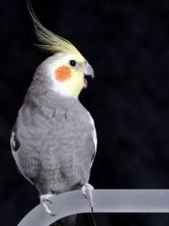 -
