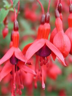 Fuchsia 