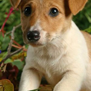 Jack Russell Terrier