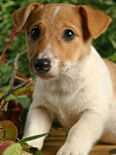 Jack Russell Terrier