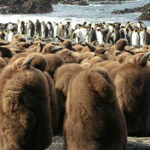 King Penguins on Macquarie Island  