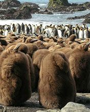 King Penguins on Macquarie Island  