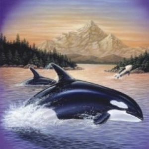 Orcas