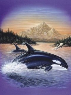 Orcas