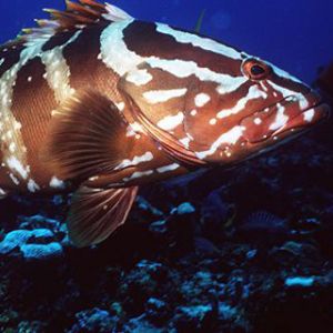 Nassau Grouper 