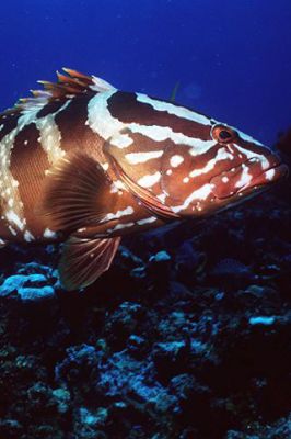 Nassau Grouper 