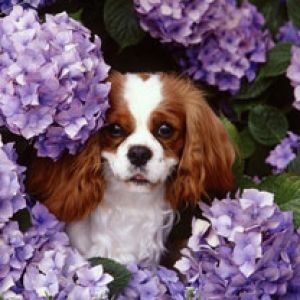 Cavalier King Charles Spaniel