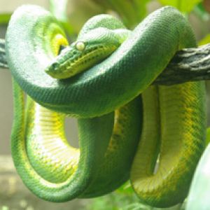 Emerald Tree Boa