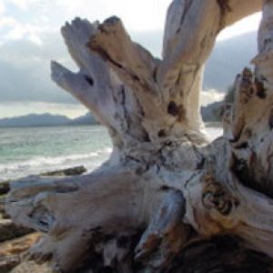 Driftwood at Waipoli Beach_