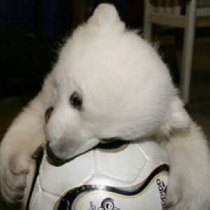 Knut