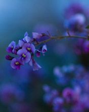 Native Lilac