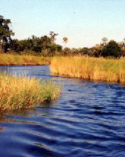 Boro River, Botswana 