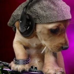 Dj Dog